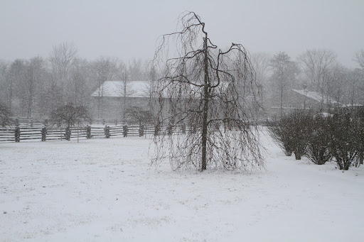 This weeping beech is beautiful when covered with its copper leaves, but I also love its structure in the winter.