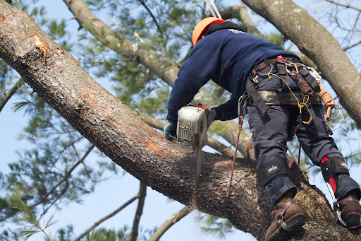 The sawing begins. In addition to the normal risks of injury from a chainsaw, a climber has the risk of severing his climbing lines.