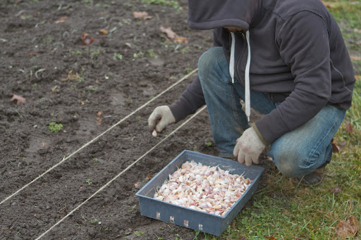 In the spring, as temperatures become warmer, the garlic will send up flower shoots, called scapes.