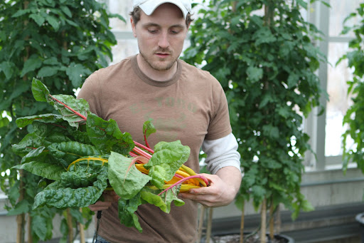 The flavor of Bright Lights is milder than ordinary chard, with each color a bit different. Chard is really two vegetables in one. The stems are crunchy, like celery and the leaves are like robust spinach. Cook the stems for a longer duration than the leaves.