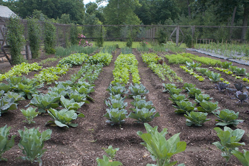 This half of the garden is planted with broccoli, cabbages, kale, Swiss chard, kohlrabi, beets, turnips, onions, leeks, celery, and potatoes. All of the vegetables grown are put to good use by me, my family, friends, and employees.