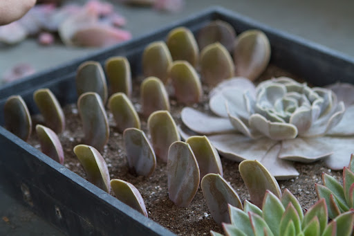 If all of these leaves root and become succulent plants, there will be plenty to use in mixed urns during the summer months.