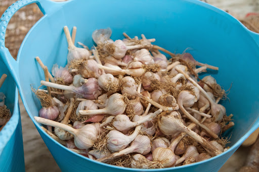 Last July, I posted a blog about harvesting the garlic crop at my farm. These are bulbs that were set aside to plant for next summer's crop.