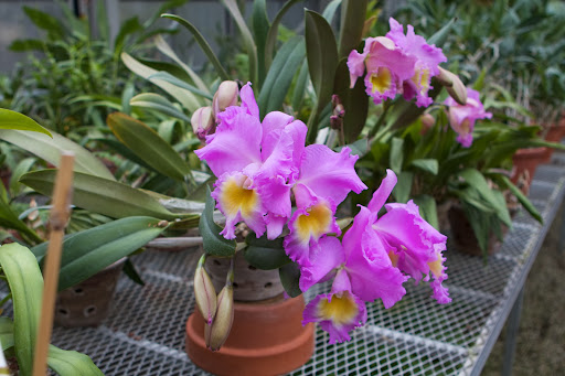 The Cattleya is more commonly referred to as the corsage orchid. It was presented to me several years ago on my TV show by Art Chadwick Sr. and his son Arthur of Chadwick & Son (www.chadwickorchids.com) Orchids, a famous orchid farm in Powhatan, VA.