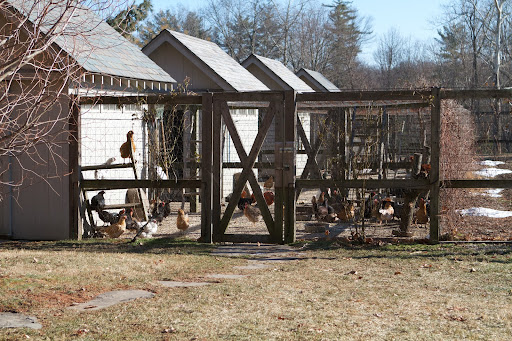 The chickens don't seem to mind the cold. Their houses, where they are confined at night, are warmed with heat lamps.