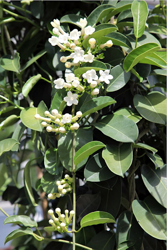 The stephanotis are not blooming at this time, but here's a shot of what their highly fragrant, waxy flowers look like.