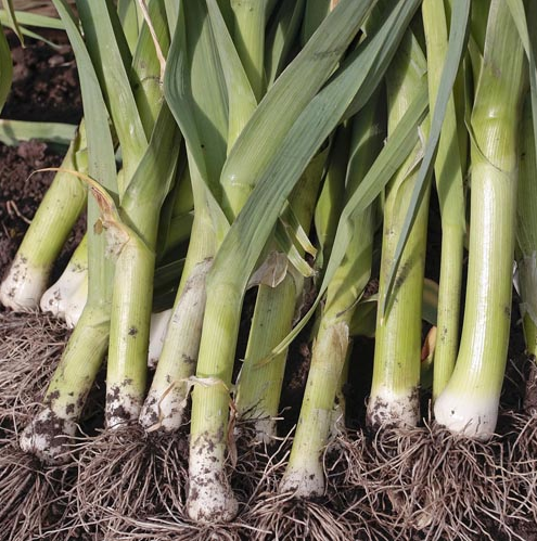 Leeks are members of the onion family and rather than forming tight bulbs like onions, leeks produce long cylinders of bundled leaf sheaths. They have a very pleasant mild onion flavor.
