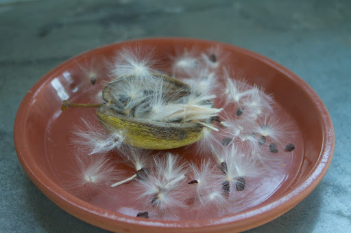 When ripe, that fruit splits apart and releases masses of seeds attached to silky filament-like hairs that are broadcast by the wind, just like its relative, milkweed.