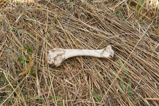 Interestingly, Dominic found the remains of a coyote feast in the hayfield. This appears to be a wild turkey bone.