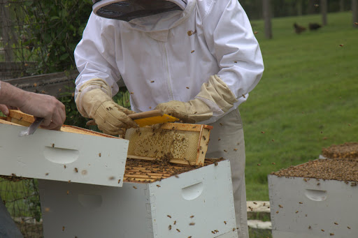 Putting the hive back together, D.J. instructed Carlos to gently sweep the bees from the upper honey super frames into the lower brood super in case the queen was among them.