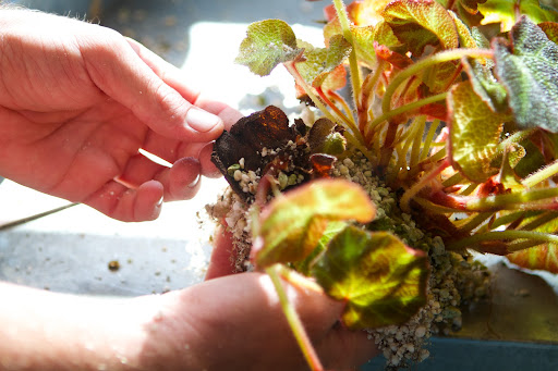 You can see the original leaf cutting in his left hand. Look at the plant one small piece of leaf produced!