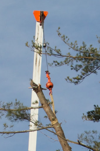 This photo shows where the climber set a choker, attached to the crane, on the top part of the tree before he was lowered into position.