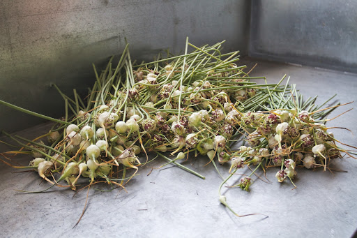 These are garlic scapes, the flower stalks of hardneck garlic plants, although they don't produce flowers. Scapes are usually cut off, giving the plant more energy to form a plump garlic bulb.