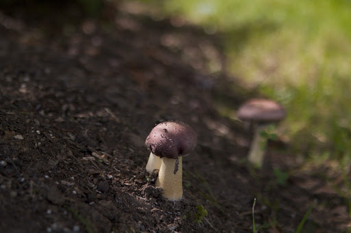 With so much damp weather, woodland mushrooms are popping up all over. This russet colored mushroom cluster looks to be in the Russula family.