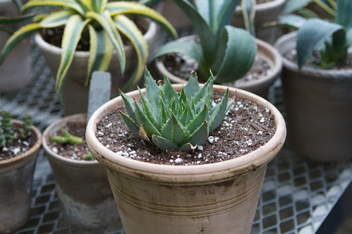 Aloe polyphyla - This striking succulent is grown for its amazing perfect spiral form. Growing to 18