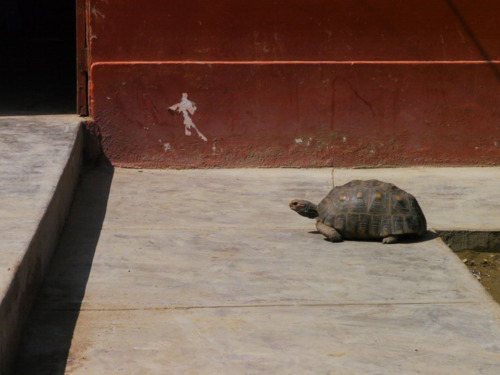The ancient pet turtle that roams the school wherever he pleases