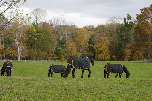 The horses enjoy their nights outdoors and have only been kept in the stable if there is a threat of a storm.