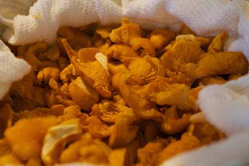 He was also able to find beautiful and meaty orange chanterelles. With their fruity smell and mild peppery flavor, chanterelles are another terrific edible mushroom.