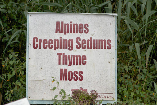 Ryan was interested in looking at this section of the nursery - Alpines, Creeping Sedums, Thyme, Moss.
