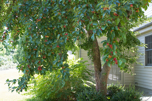 Ralph said he really likes this apple tree and wants to keep it, however, the tree stains the patio and house. Tom said it could be treated with a product that changes the tree cells and reduces growth.