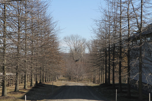 This is the pin oak allee, which was just pruned last week. it looks nice and trim and the trees are growing beautifully.
