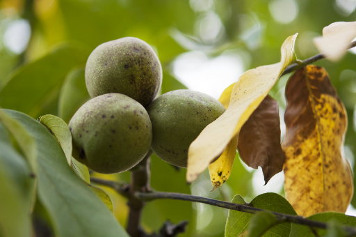 I was fascinated to see how walnuts grow. Green hulls surround the nuts while on the trees.