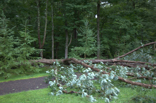This mighty oak fell victim to the wind.