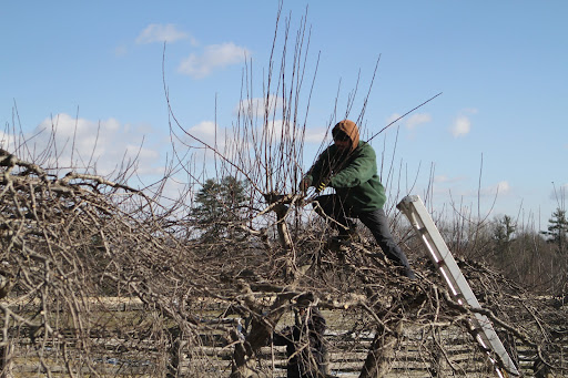 Danny is a 27-year veteran of SavATree, having been hired right out of college with a degree in forestry. He is also a certified arborist and a pruning expert.