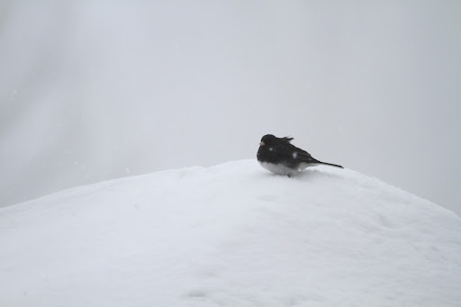 Juncos are easy to recognize by their crisp (though extremely variable) markings and by their bright, white underbellies.