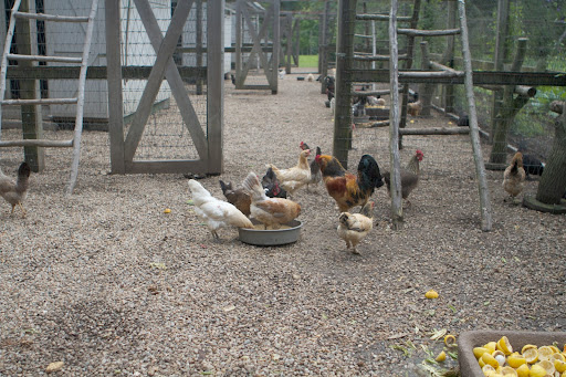 The chickens also benefit from having fresh produce to eat. My test kitchen recently squeezed a lot of lemons, which I brought home to the chickens.