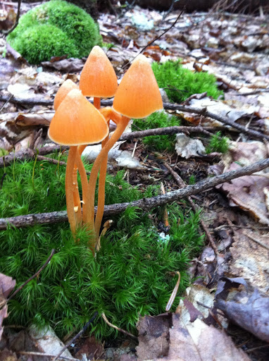There were all kinds of mushrooms along the hike.
