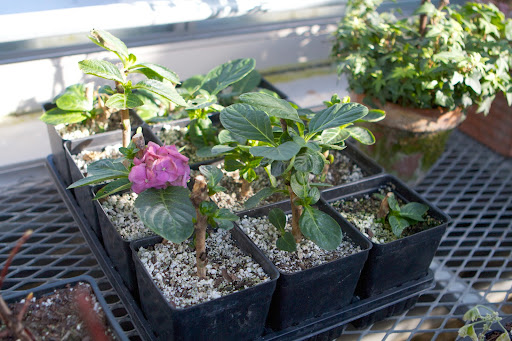You may recall a blog posting about rooting hydrangeas. As you can see, those cuttings are doing very nicely and one even decided to bloom!