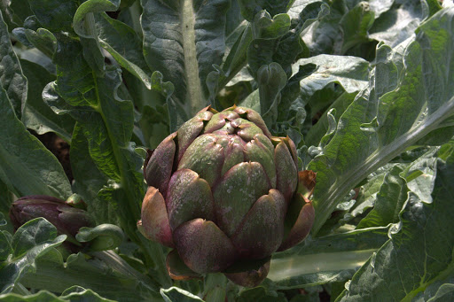 And beautiful artichokes