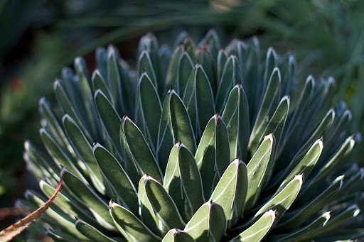 This is an agave plant, which looks a lot like a hedgehog.
