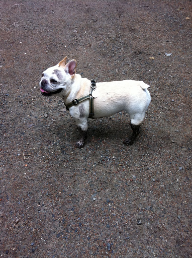 No, those are not boots on Sharkey. She and Francesca got into some muddy waters.