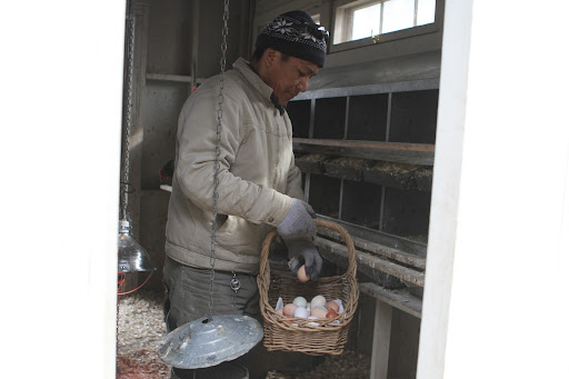 Chickens lay according to the amount of light available. Hens' ovaries are triggered by longer hours of natural daylight, so egg production increases during the warmer months.