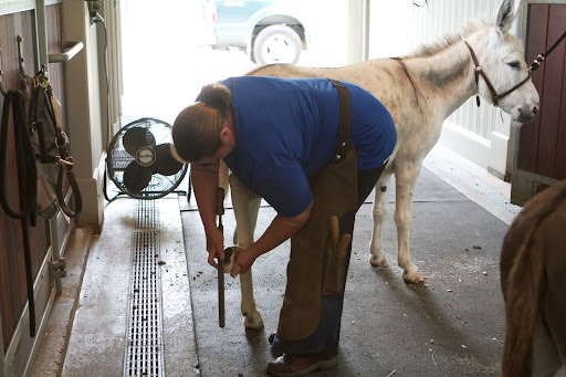 Proper angle, healthy frogs, neatly trimmed bars, and a beveled wall are just as essential for donkeys, as for horses. If neglected, a donkey's heels tend to grow very tall, leading to all sorts of hoof and joint problems.