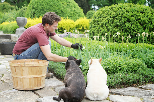 They saw Ryan cutting wilted tulips on the terrace and wondered why in this Daily Wag edition.
http://dailywag.marthastewart.com/2013/05/deadheading-tulips.html