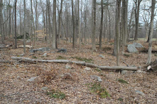 Of course, sugar maple trees are tapped in springtime for their sap, which is boiled down to produce maple syrup and maple sugar, and maple timber is another highly desirable hard wood that has many practical and beautiful uses.