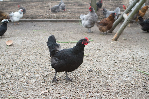 These four coops house more than a hundred chickens - a mélange of types and breeds that are really interesting to look at and fascinating to study.