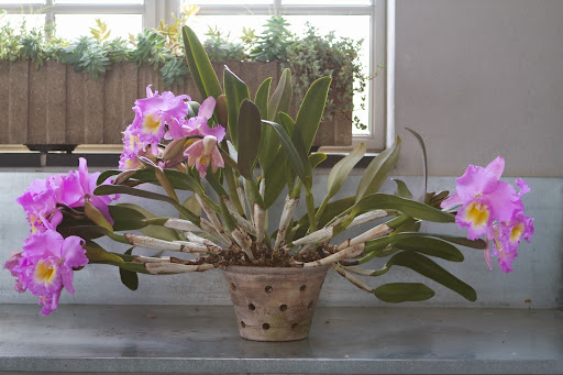 I wanted this beauty moved into my house as part of the holiday decor. Ryan McCallister, my gardener, faced the challenge of moving it from the greenhouse in bitter cold temperatures.