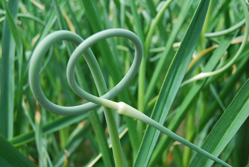 Young scapes twist and turn as they grow and are tender enough to eat. They have a mild garlic flavor and can be made into pesto, grilled, or minced for salads or baked potatoes.
