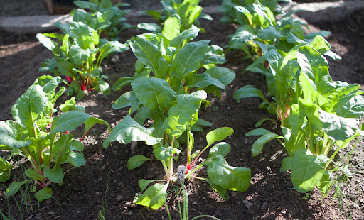 This patch of Rainbow Swiss Chard is maturing nicely. Colorful chard has an earthy and nutty flavor and is wonderful sautéed or stir-fried.