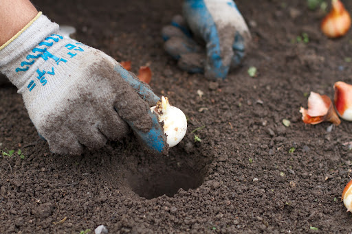 A bulb is placed in the bottom of the hole, point side up. This is very important as the point is the growing tip where the plant shoot emerges from.