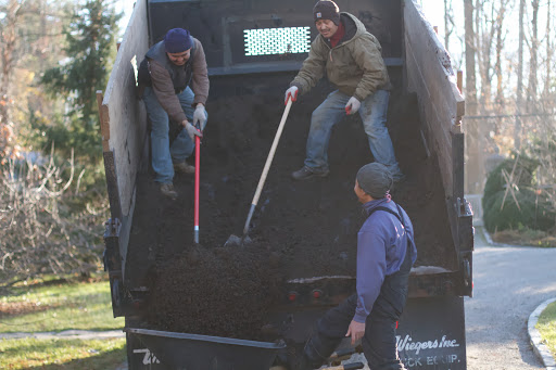 When a large section of this new daffodil bed was laid out, a few loads of well-mixed compost were brought to the garden from the composting area of the farm.
