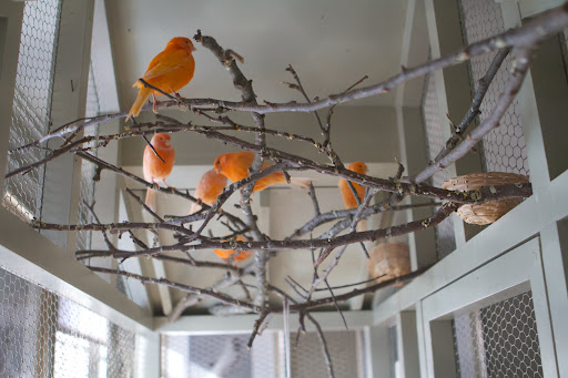 These are Red Factor canaries, named for their beautiful plumage. They were developed in the early 1900s by crossing a male red siskin with a yellow canary.