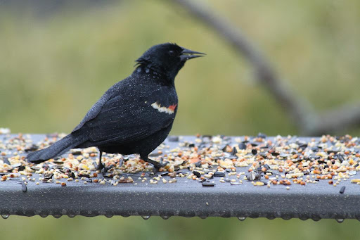 This is a very common male red-winged blackbird. While the male is black with vibrant red and yellow wing markings, the female is a nondescript dark brown. This difference is called sexual dimorphism.