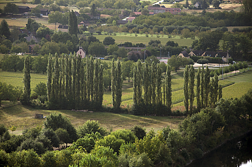 A stand of poplar trees, as seen from the Château de Beynac