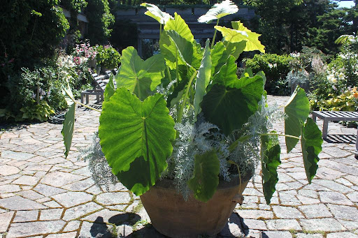 In mid June, I planted these alocasias, also called elephant ear, in my large Soderholtz pots. They are doing very well.