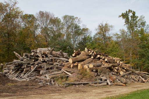 The large tree trunks are being hauled to this enormous pile of fallen trees. Soon, the giant tub grinder will visit the farm to grind up all of this wood, turning it into chips for decomposition.